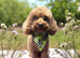 Cockapoo puppies