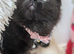 Maine coon ragdoll (racoon) kittens full of fun ready to be adored
