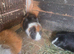 Adult male guinea pigs