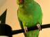 Baby green ring neck talking parrot