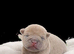 Bull pug x shar pei