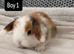 Pure bred Mini lops rabbits