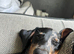 Ralph the miniature dachshund