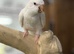Quaker parrot