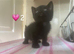 The cutest tux kittens for sale