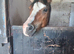 Looking for a loving home for jj