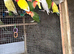 Ringnecks & Lovebirds