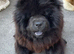 MINI CHOW SISTERS REHOME