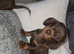 Miniature dachshund