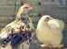Trio pekin bantams
