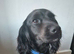 Cocker spaniel working