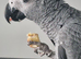 African grey for sale with all DNA papers 1 year old male