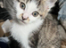 3x kittens ready to find forever homes 9 weeks old