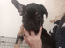 Frenchie Puppies