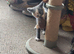 Blue tortoiseshell female kitten
