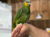 Blue fronted Amazon