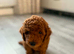 Puppy for sale