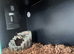 Snake viv