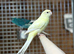 Kakarikis