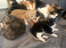 Half maincoon kittens