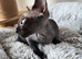 3 Canadian sphynx