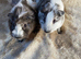 Baby Bonded Male Guinea Pigs