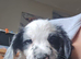 Puppies looking for forever home