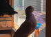 Fancy pigeons for sale