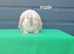 Superfriendly mini lop rabbit ready to leave