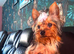 Beautiful Purebred mini Yorkshire Terriers