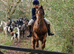 14.2hh pony club/showjumping/all rounder