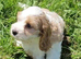 Beautiful cockapoo x cavalier puppies for sale