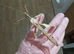 Macleays Spectre stick insect's Male & Female