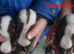 Skunk Male Babies choc/white