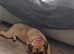 Dogue de Bordeaux x