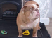 Female English Bulldog
