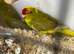 Pair kakariki