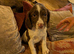 English Springer Spaniel
