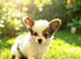 Kc reg papillon puppys.READY NOW!!!!
