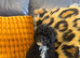 Toy poodle male/ boy puppy