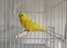 Pair budgie