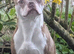 Stunning 10 week old Boston Terrier pups forever loving homes only