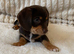 Gorgeous Chocolate Chiweenie Puppies - Ready Now