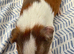 Tri colour patch boar 6 mths old