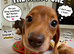 Pra clear mini smooth dachshund pups