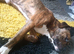 Lovely Friendly Billy Needs Loving Forever Home