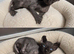 TICA & HEALTH TESTED SPHYNX KITTENS