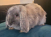 2 beautiful 4 month old male mini lops