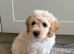 Gorgeous F1B Cockapoo puppies ready now