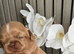 Stunning Imperial Shihtzu Puppies